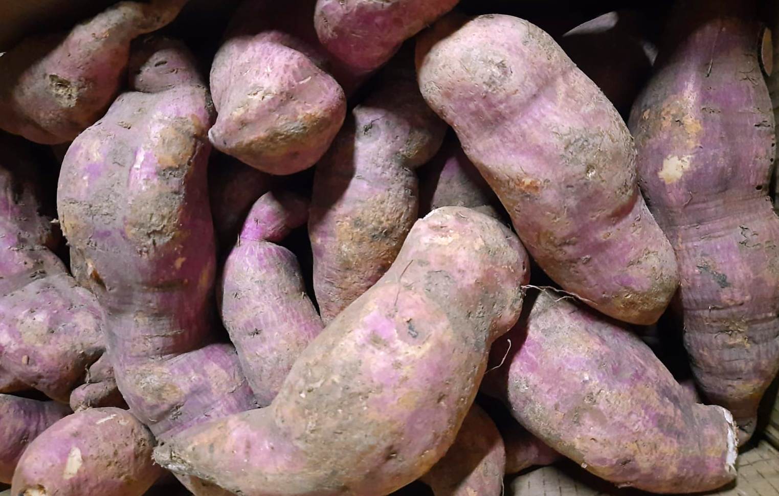sweet potato